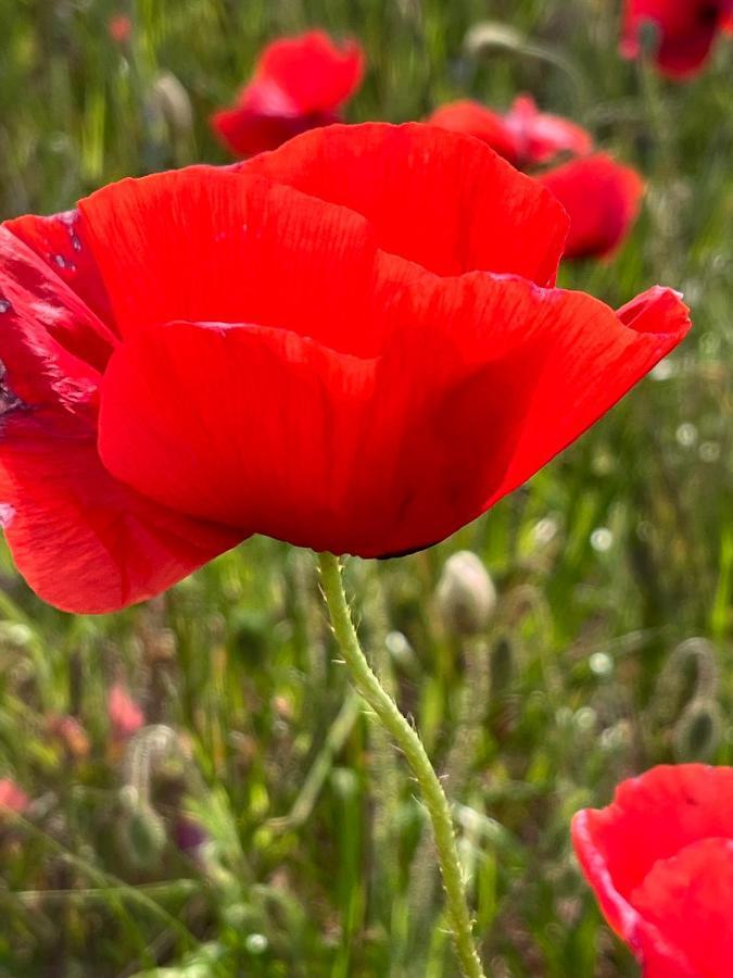 La Romantica Congenies Eksteriør billede
